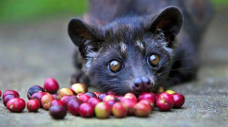 Visite Du Caf Luwak Visite D une Plantation De Caf Kopi Luwak 